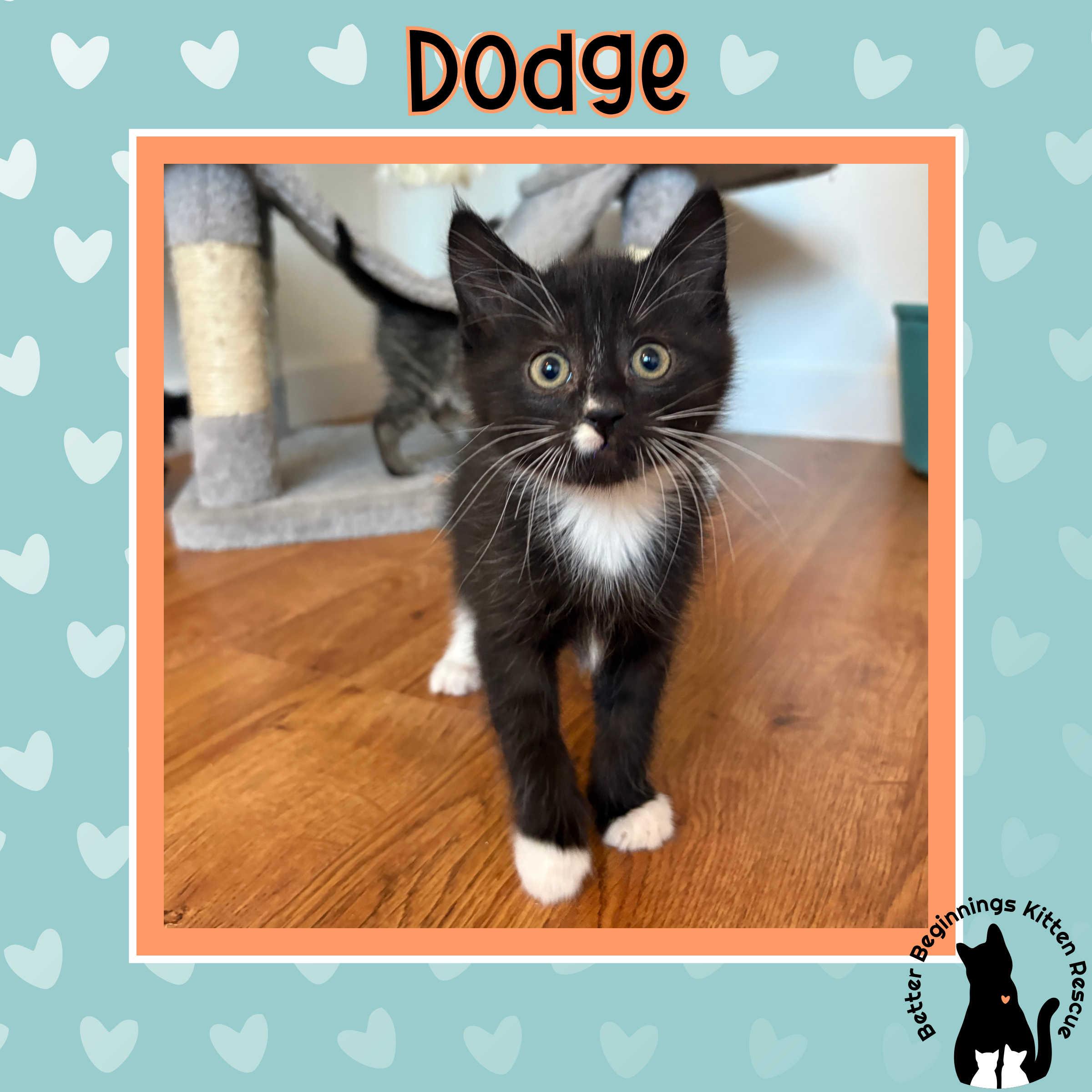 Dodge, a Adoptable Domestic Short Hair in Kamloops, BC image 2/4