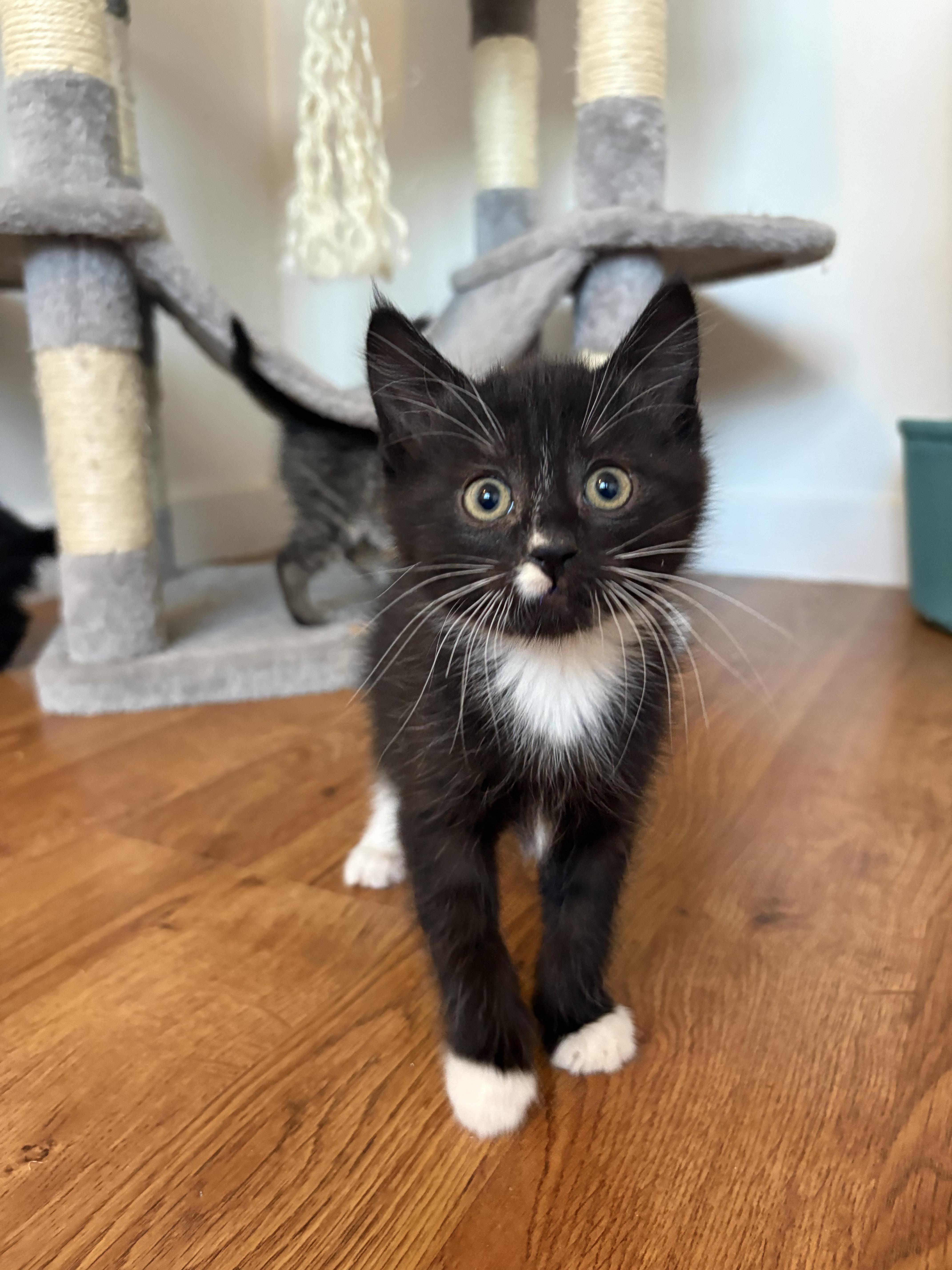 Dodge, a Adoptable Domestic Short Hair in Kamloops, BC image 3/4