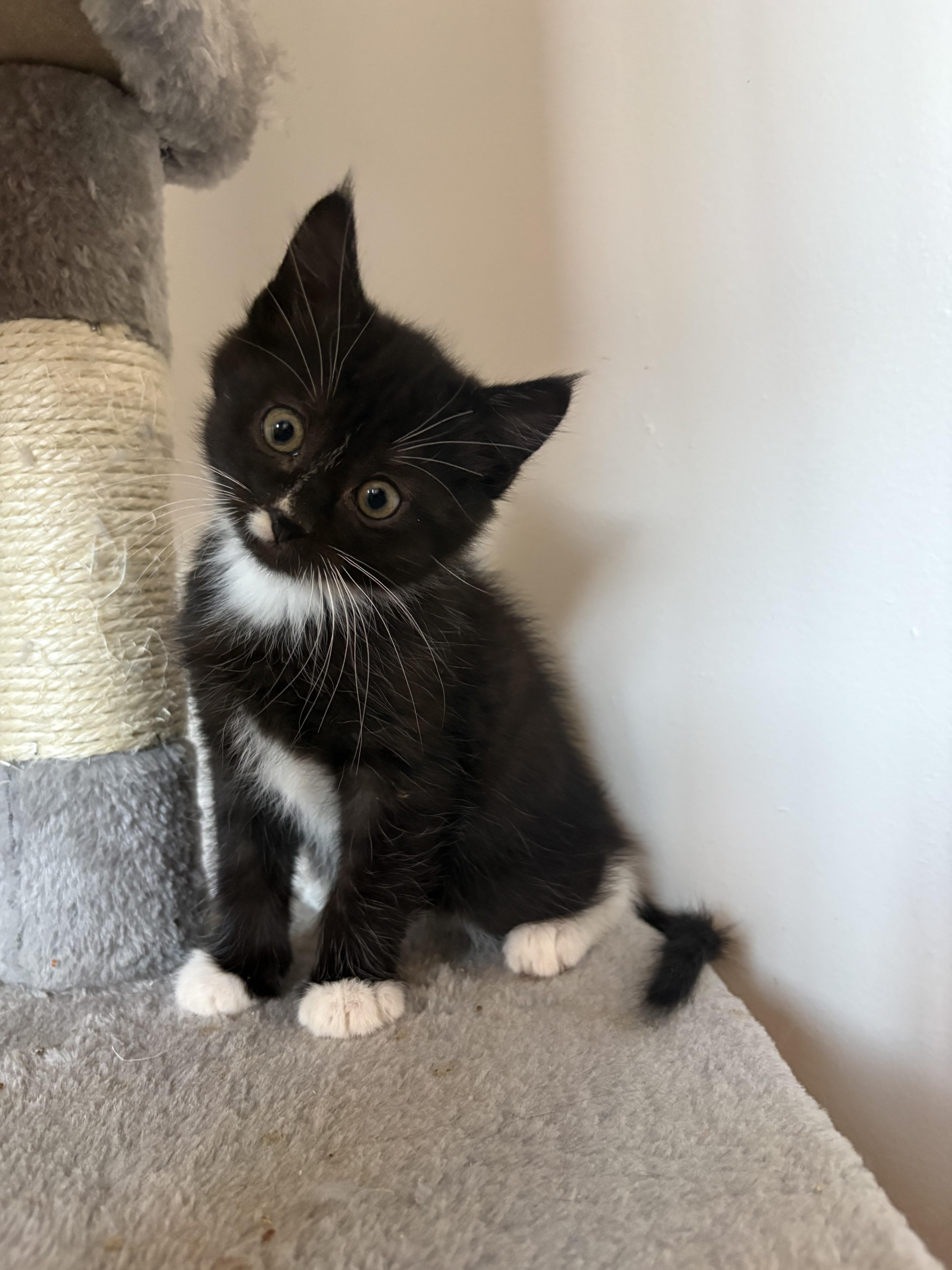 Dodge, a Adoptable Domestic Short Hair in Kamloops, BC image 4/4