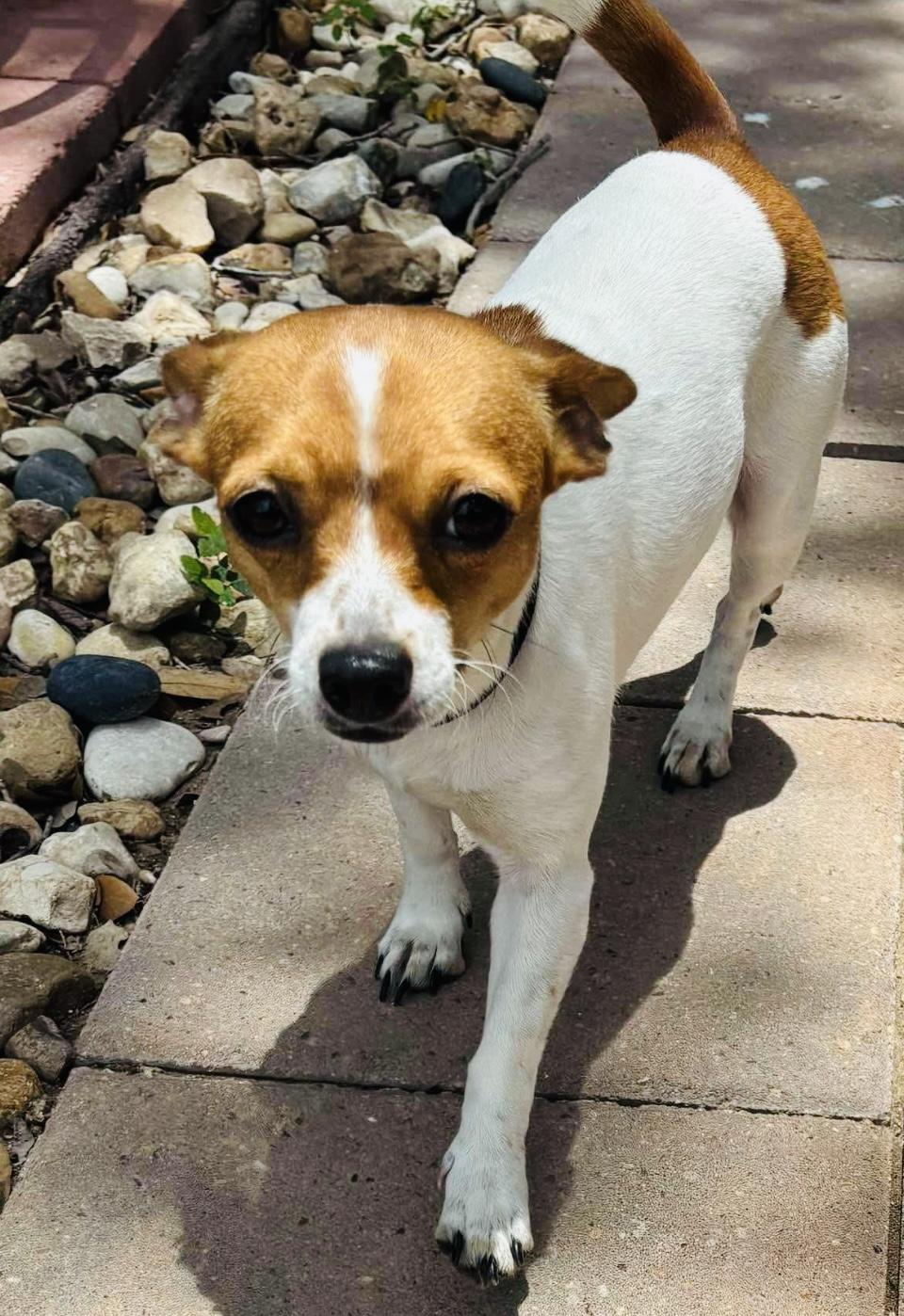 Charlie, Young Female unknown