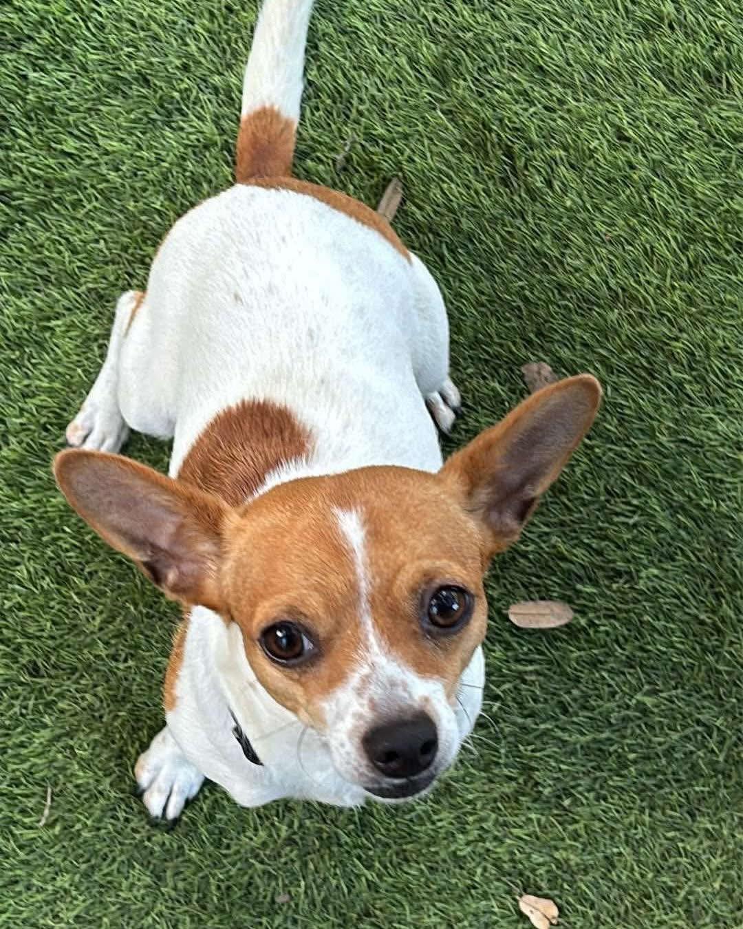 Charlie 4