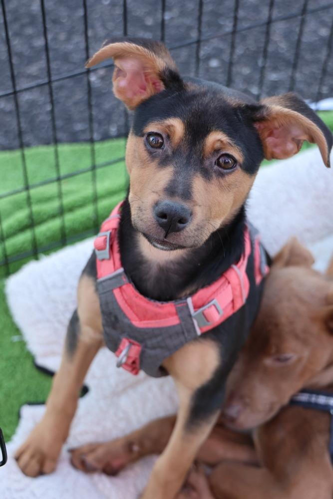 Scampi, a ADOPTABLE Shepherd in TUCSON, AZ image 1/6