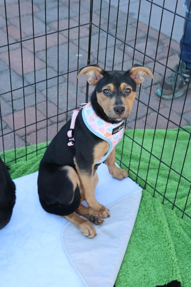 Scampi, a ADOPTABLE Shepherd in TUCSON, AZ image 3/6