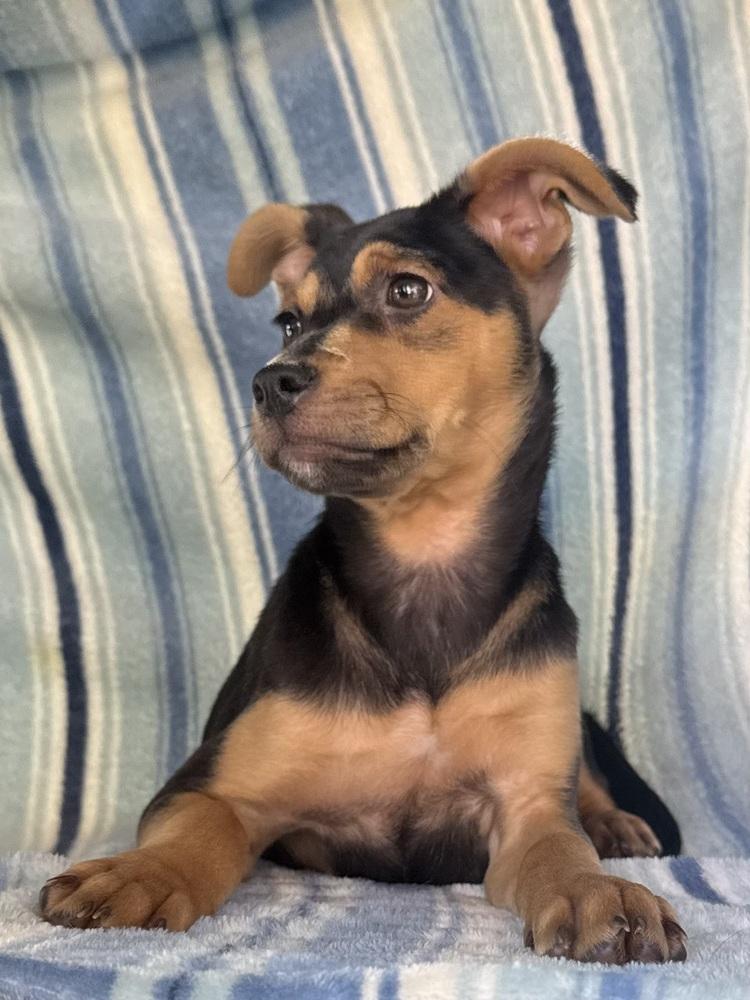 Scampi, a ADOPTABLE Shepherd in TUCSON, AZ image 5/6