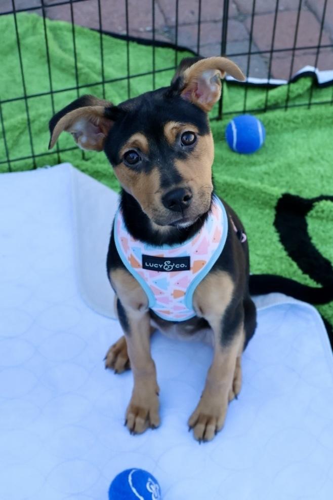 Scampi, a ADOPTABLE Shepherd in TUCSON, AZ image 2/6