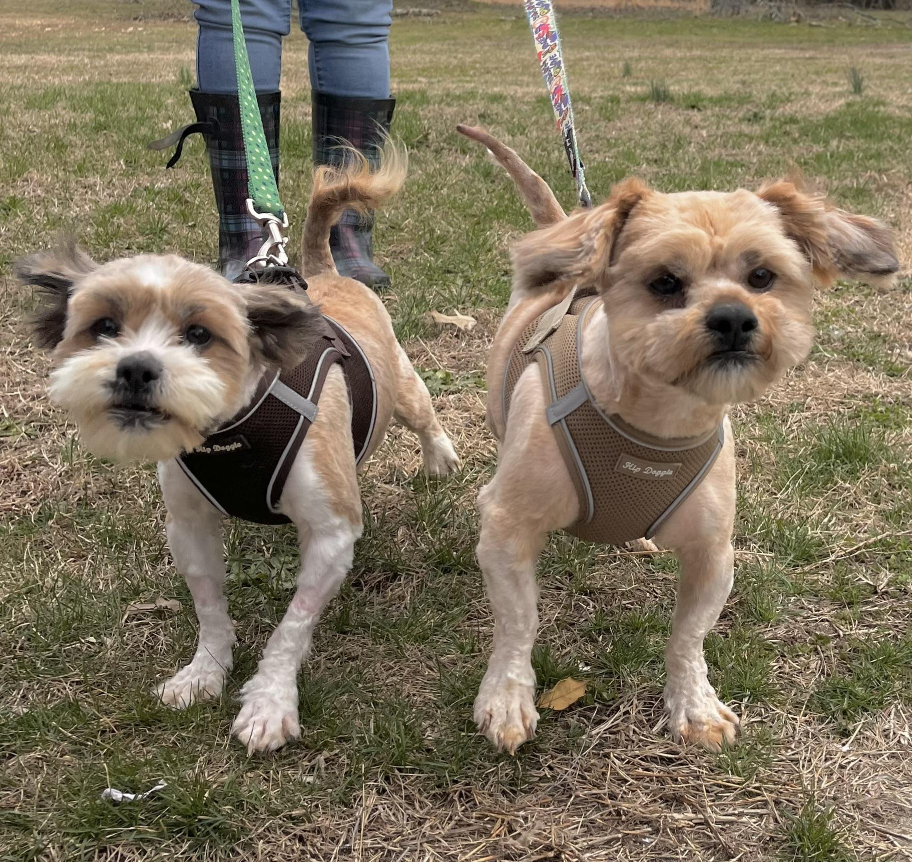 Enlarge Luna , a Adopted Shih Tzu in Egg Harbor City, NJ image 4/4