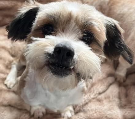 Enlarge Luna , a Adopted Shih Tzu in Egg Harbor City, NJ image 3/4
