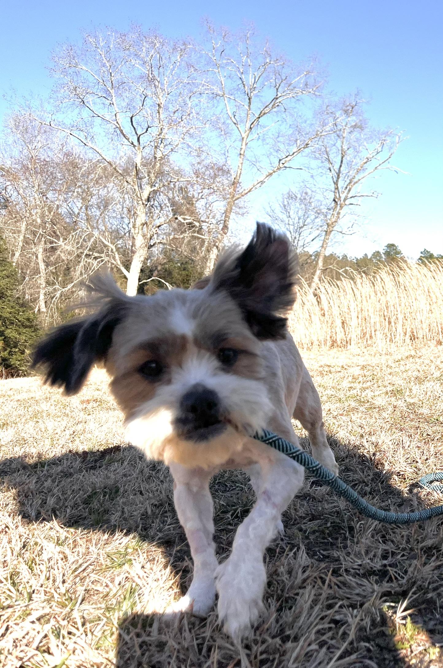 Enlarge Luna , a Adopted Shih Tzu in Egg Harbor City, NJ image 1/4