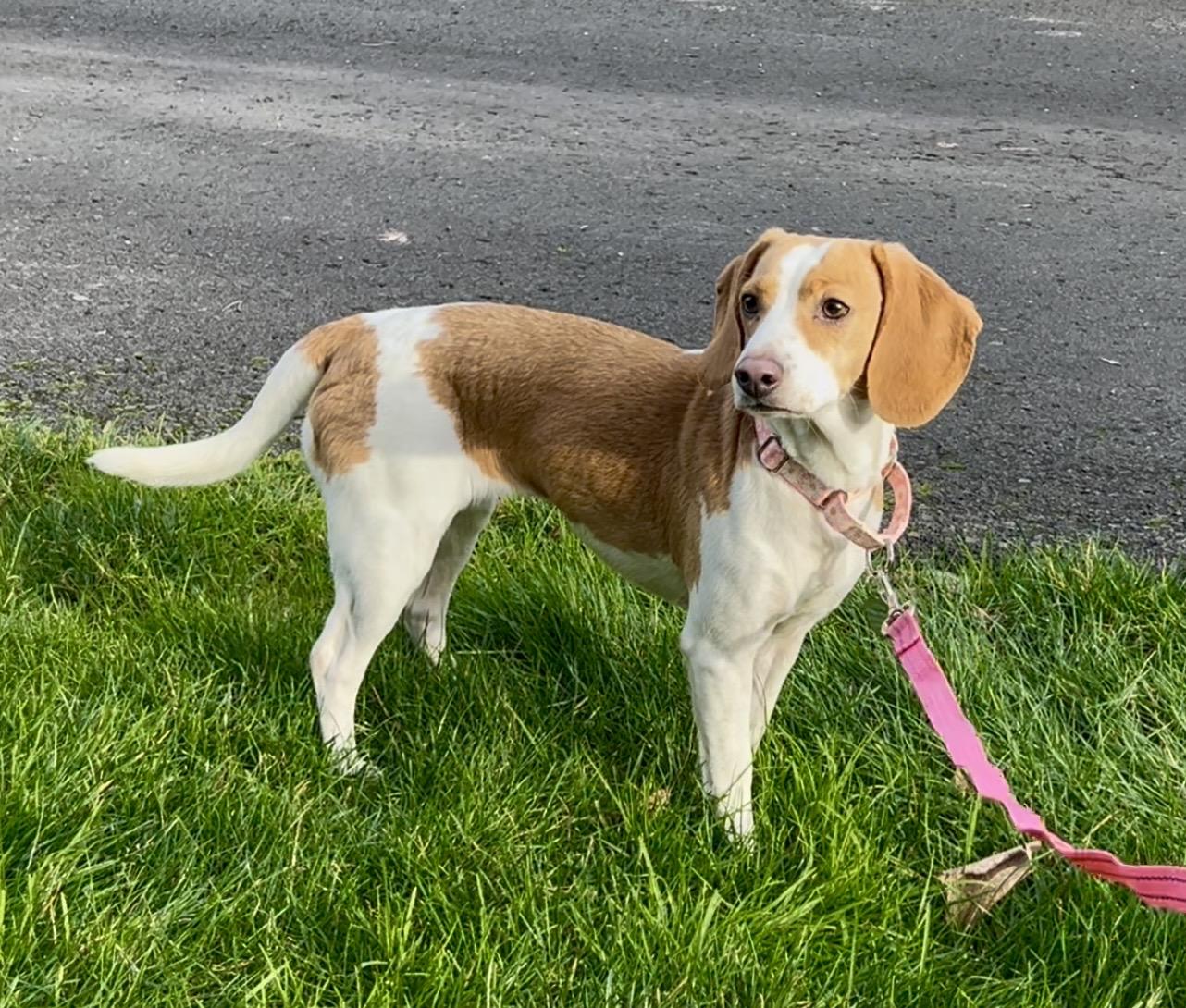 Mya, ADOPTABLE, Adult Female Beagle.