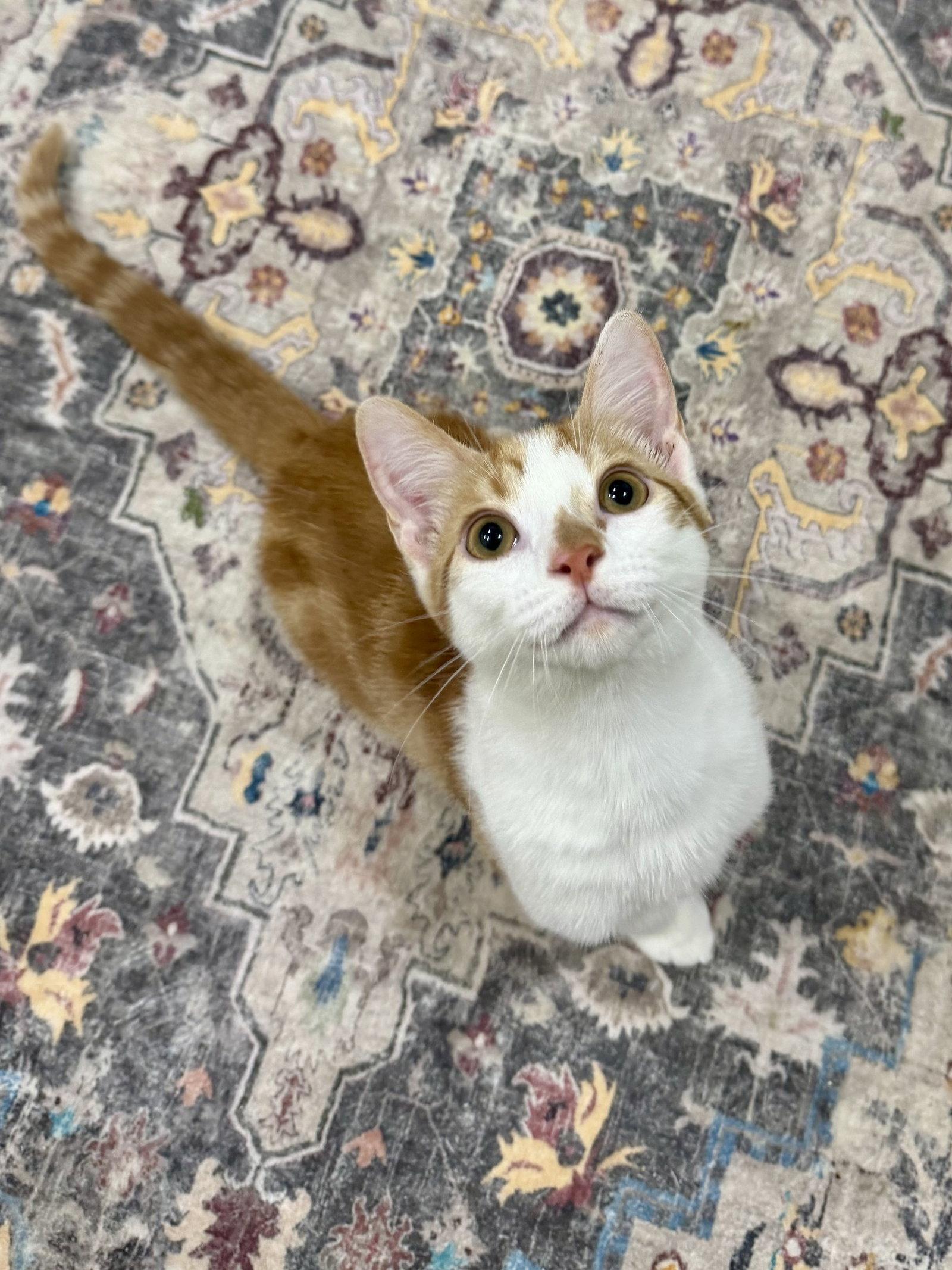 CAT - Lenny, a Adoptable Domestic Short Hair in GILBERTS, IL image 1/3