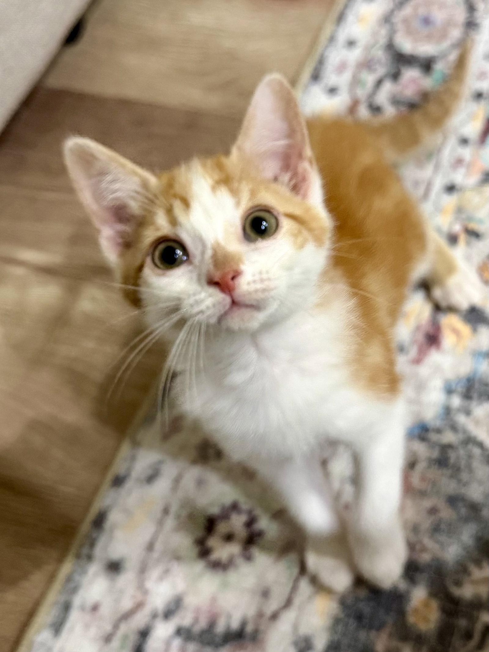 CAT - Lenny, Adoptable, Kitten Male Domestic Short Hair.