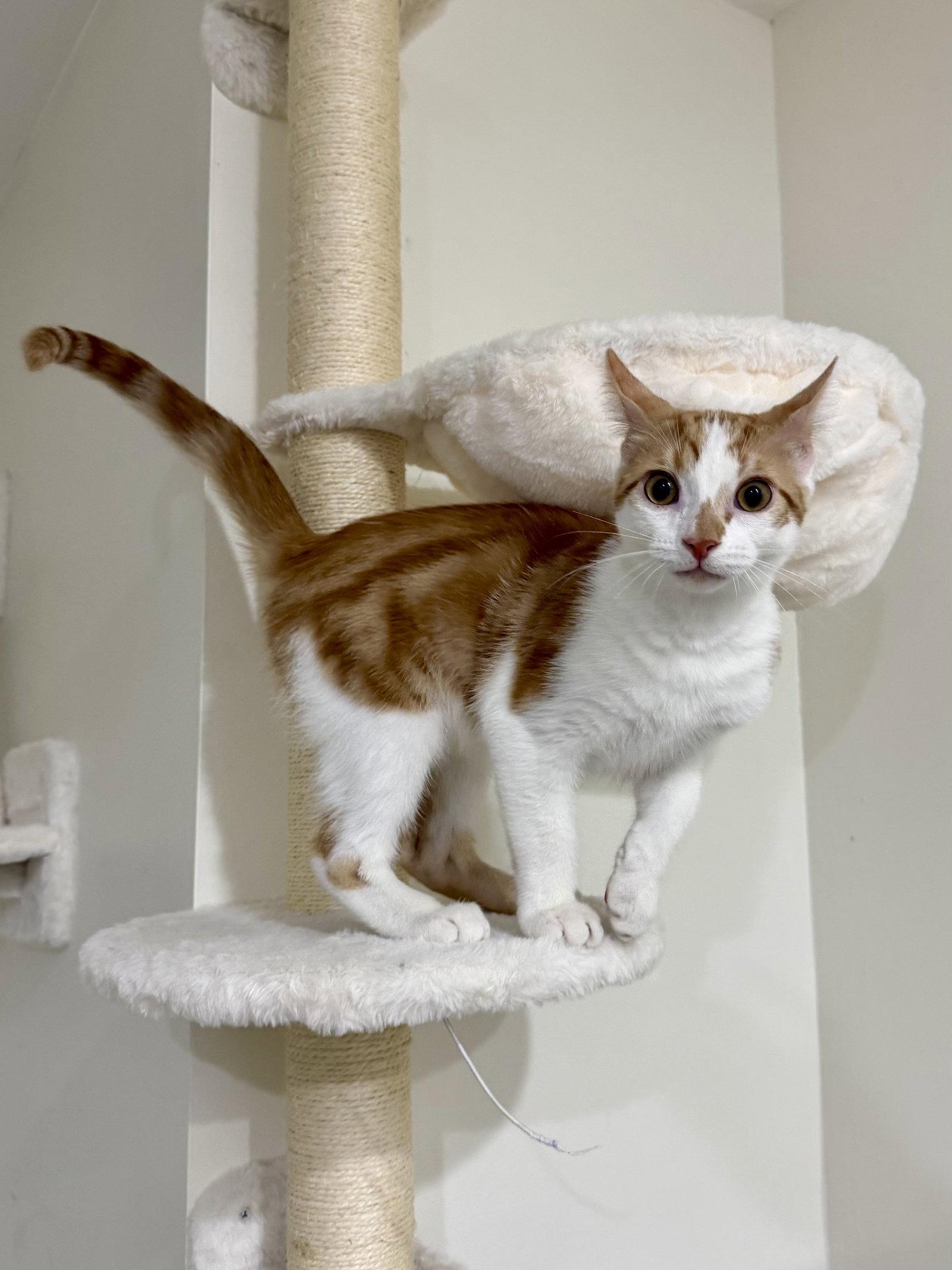 CAT - Lenny, a Adoptable Domestic Short Hair in GILBERTS, IL image 3/3