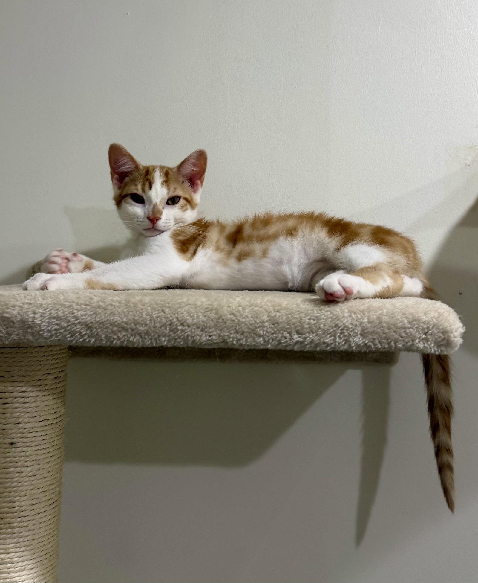 Enlarge CAT - Lenny, a Adoptable Domestic Short Hair in GILBERTS, IL image 2/3