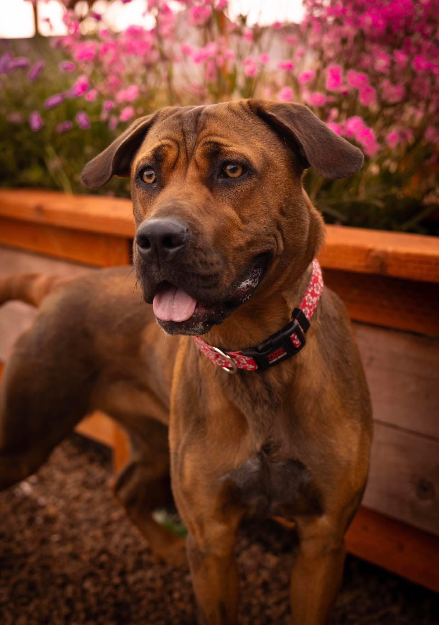 Enlarge Lee, a ADOPTABLE mixed breed in Tillamook, OR image 2/3