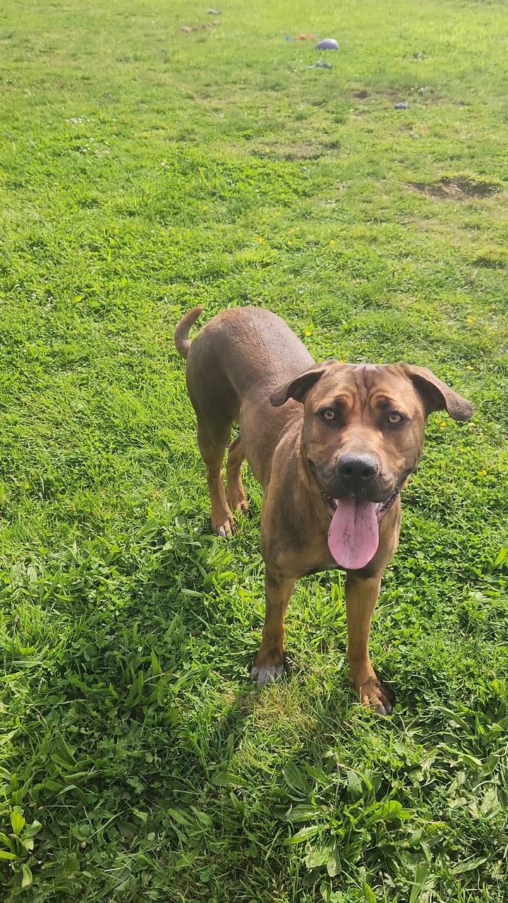 Enlarge Lee, a ADOPTABLE mixed breed in Tillamook, OR image 3/3