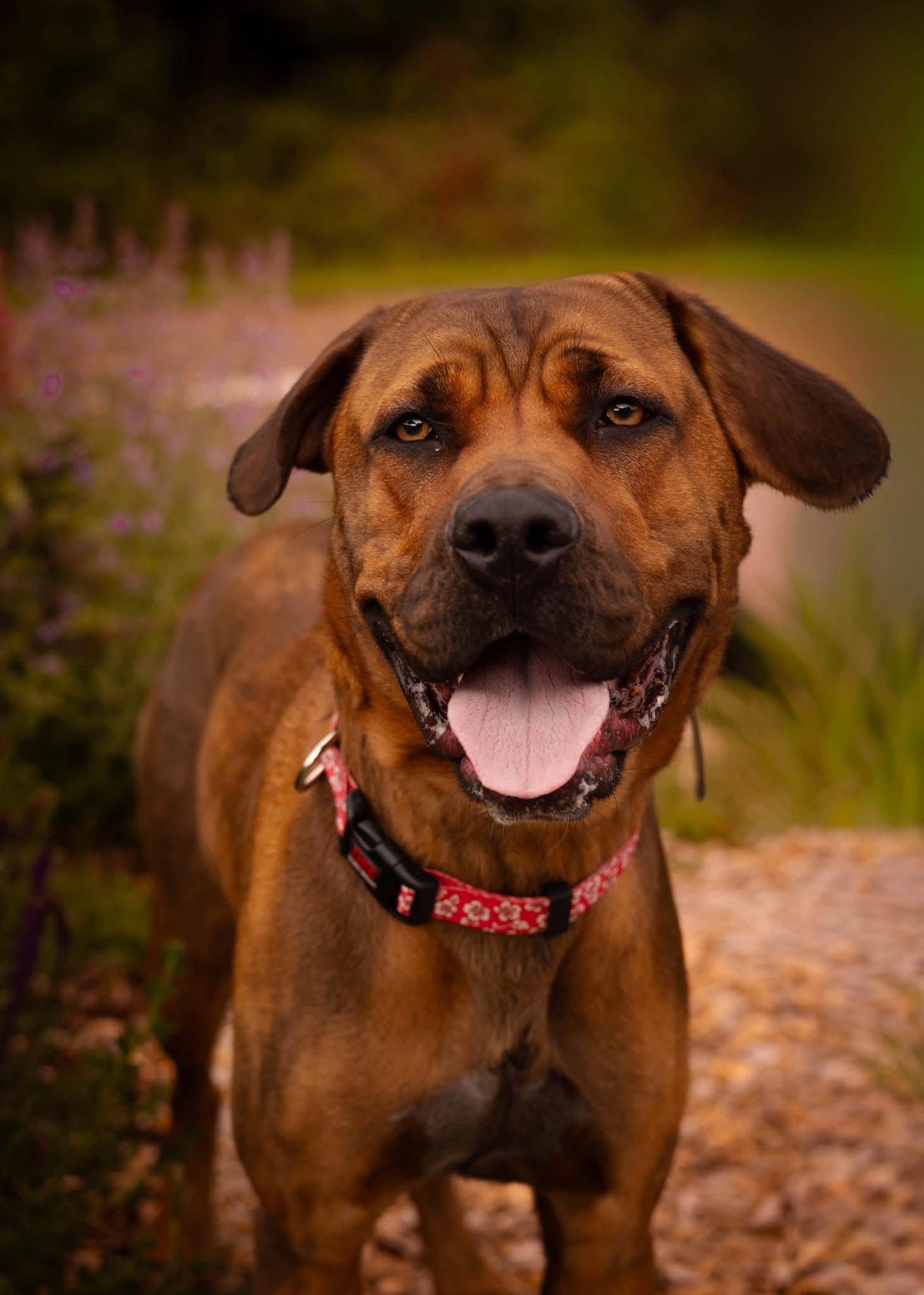 Lee, ADOPTABLE, Young Female German Shepherd Dog.