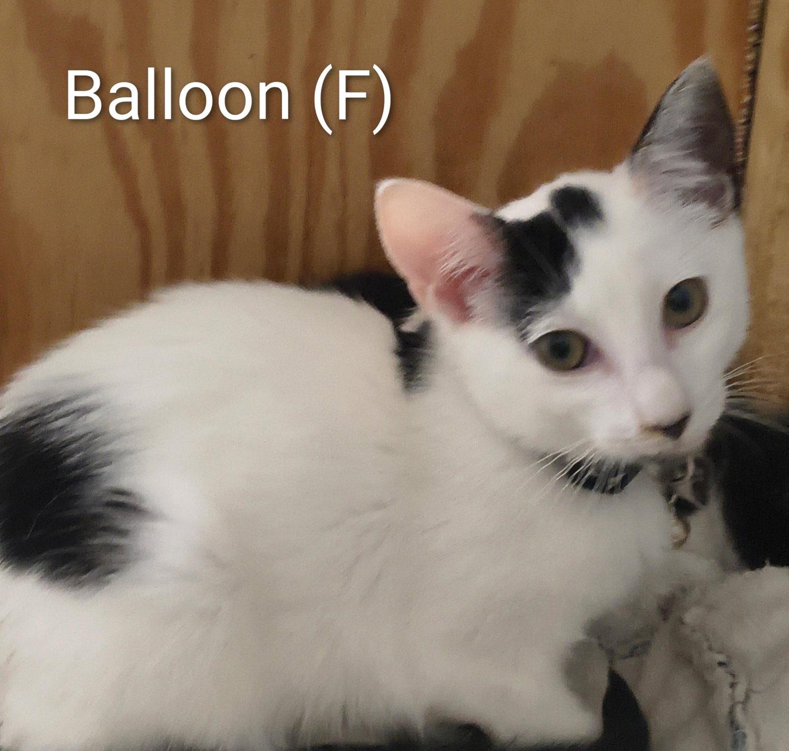 Enlarge Balloon, a Adoptable Domestic Short Hair in Saugerties, NY image 1/2