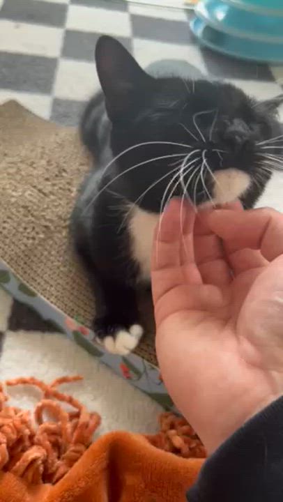 Enlarge Lovie, a Adoptable Domestic Short Hair in North Babylon, NY video 1/6