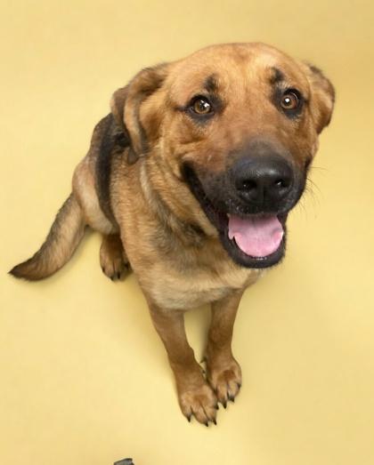 Enlarge Lyla~ HOUSEBROKEN!, a Adoptable mixed breed in Bowling Green, KY image 1/3