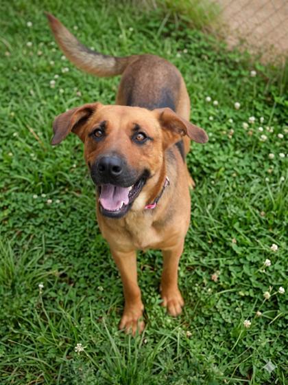 Lyla, a Adoptable mixed breed in Bowling Green, KY image 1/3
