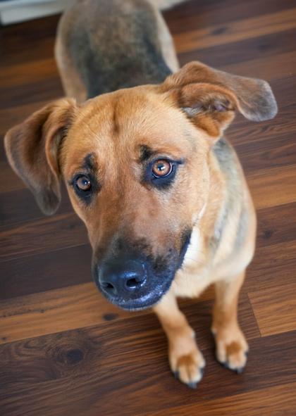 Lyla, a Adoptable mixed breed in Bowling Green, KY image 2/3