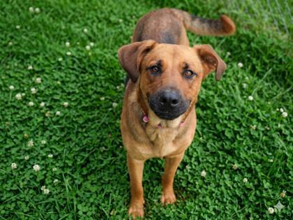Lyla, a Adoptable mixed breed in Bowling Green, KY image 3/3