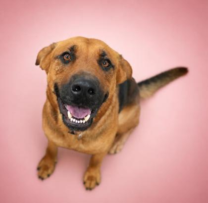 Enlarge Lyla~ HOUSEBROKEN!, a Adoptable mixed breed in Bowling Green, KY image 2/3