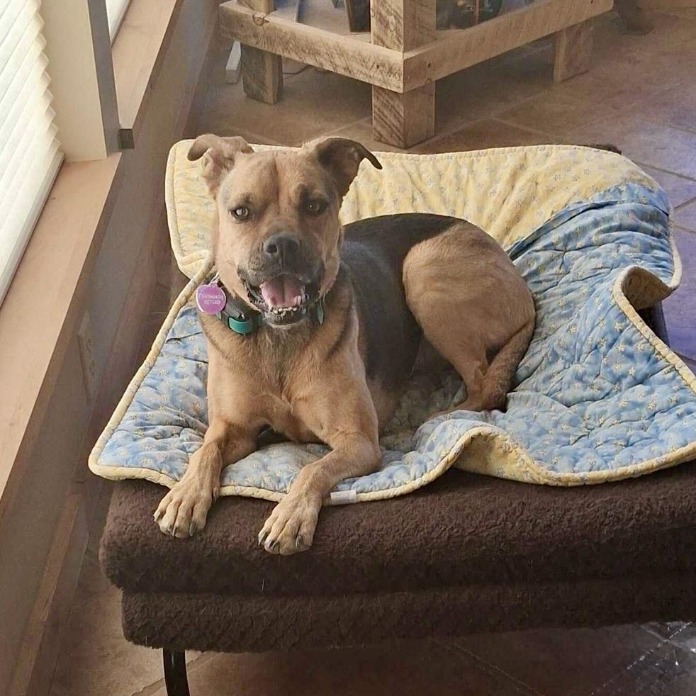 Jodi, Adoptable, Adult Female Boxer & Shepherd.