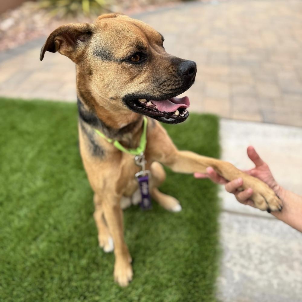 Jodi, Adoptable, Adult Female Boxer & Shepherd.