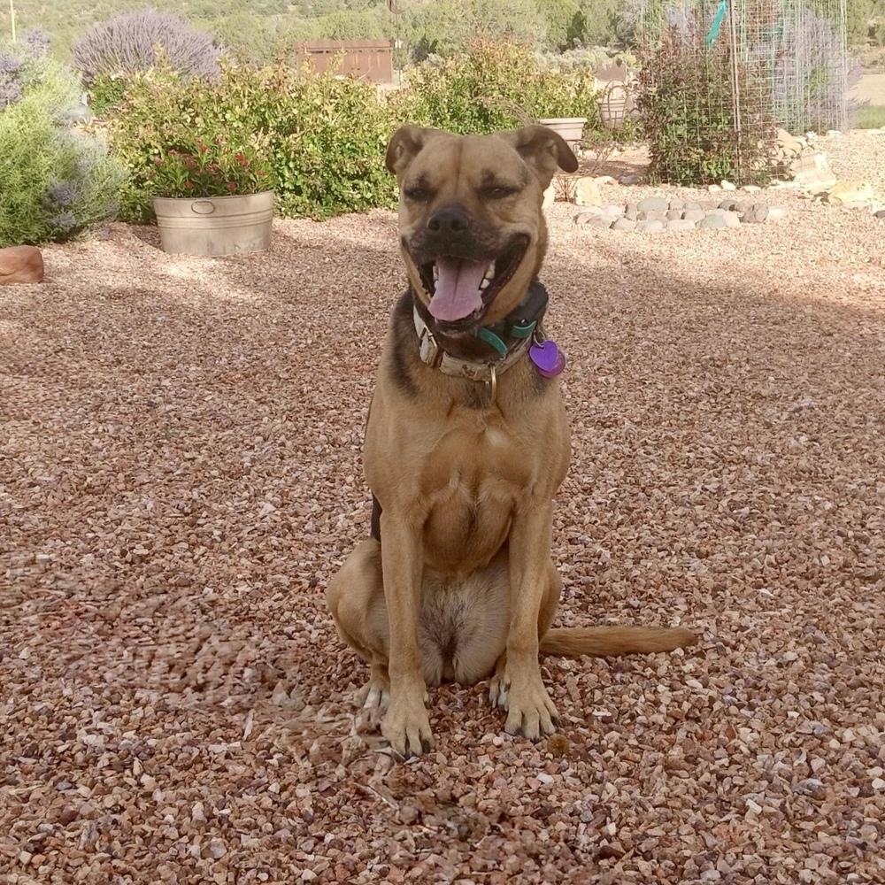 Enlarge Jodi, a Adoptable mixed breed in Hurricane, UT image 1/6