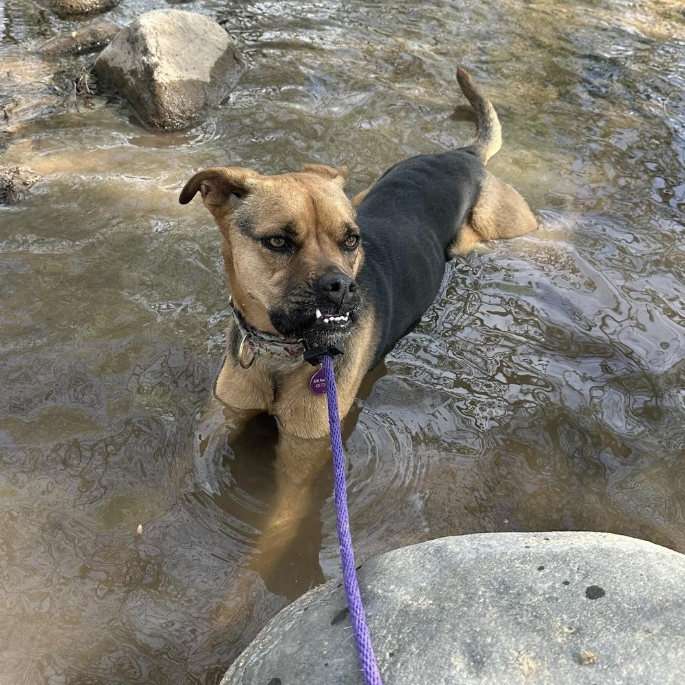 Jodi, Adoptable, Adult Female Boxer & Shepherd.