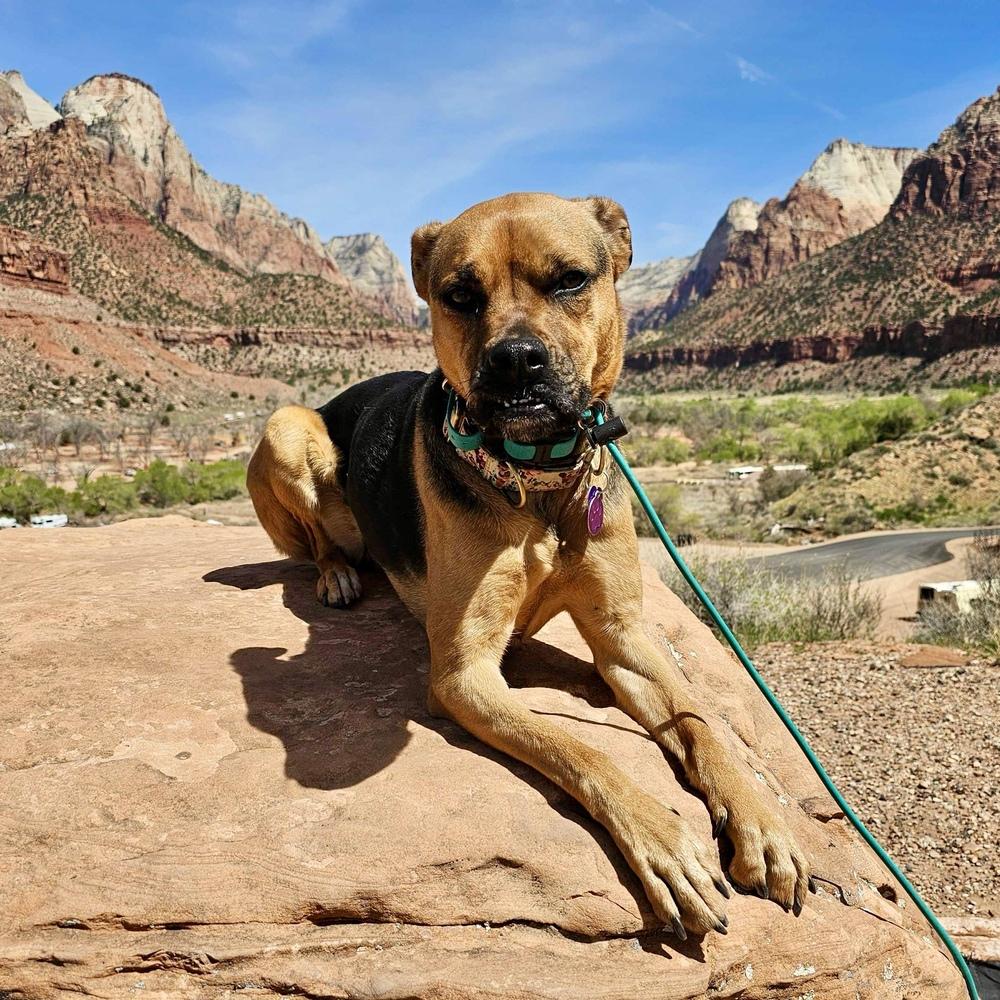 Enlarge Jodi, a Adoptable mixed breed in Hurricane, UT image 2/6