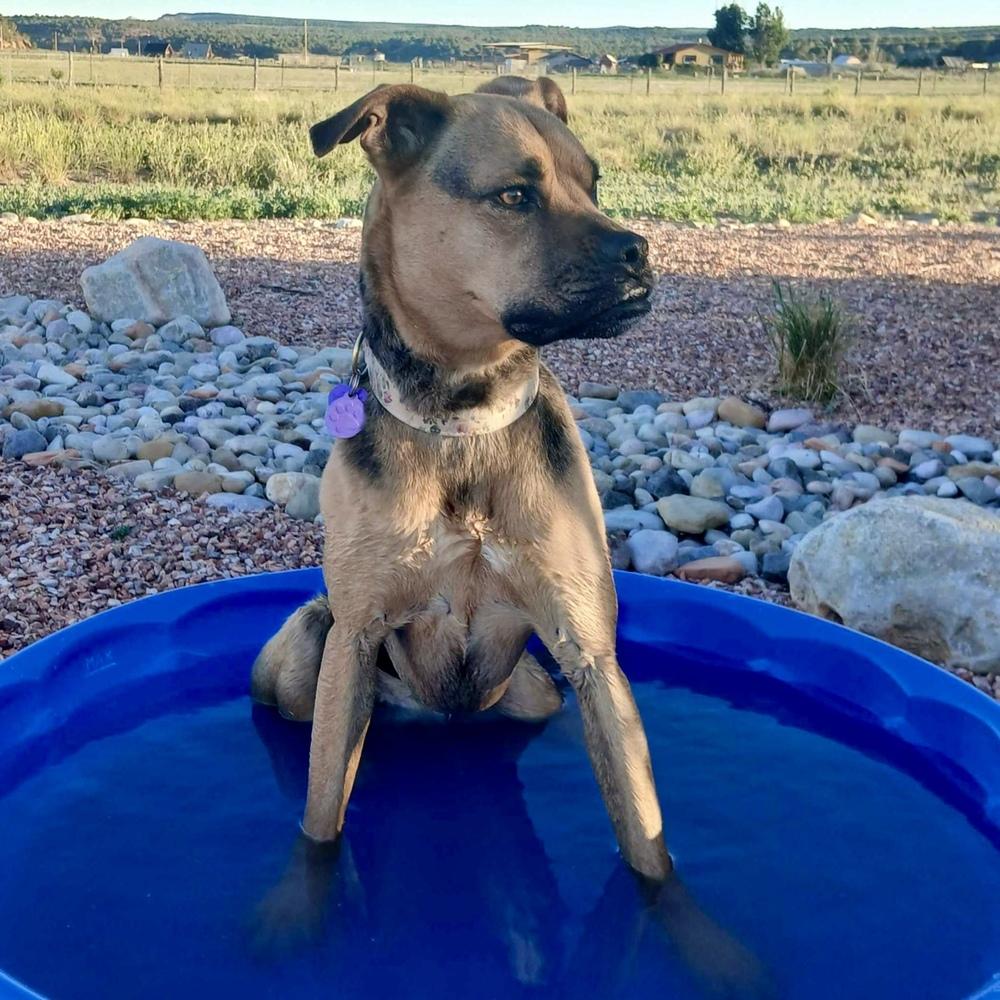 Enlarge Jodi, a Adoptable mixed breed in Hurricane, UT image 2/6