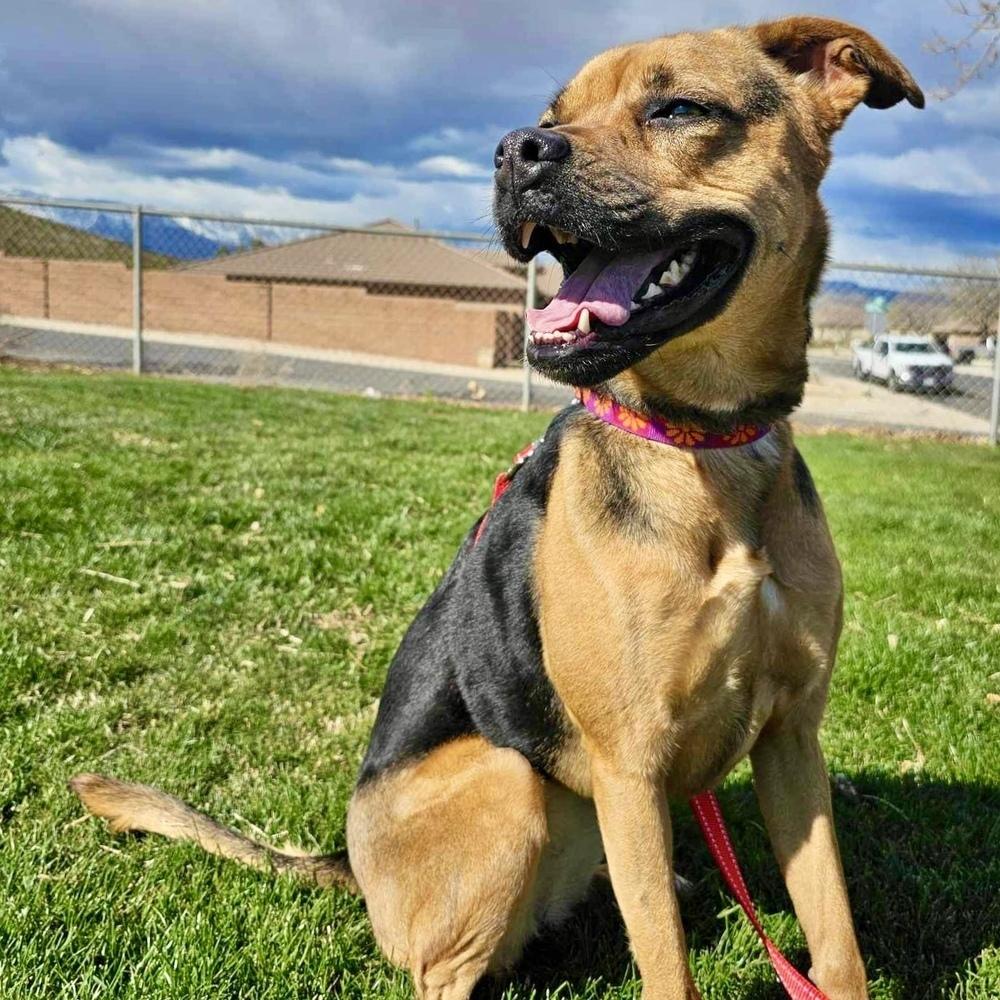 Enlarge Jodi, a Adoptable mixed breed in Hurricane, UT image 3/6