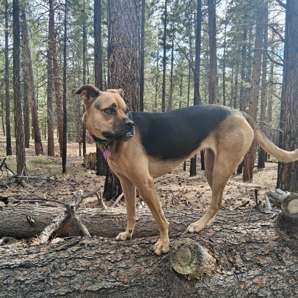 Enlarge Jodi, a Adoptable mixed breed in Hurricane, UT image 1/5