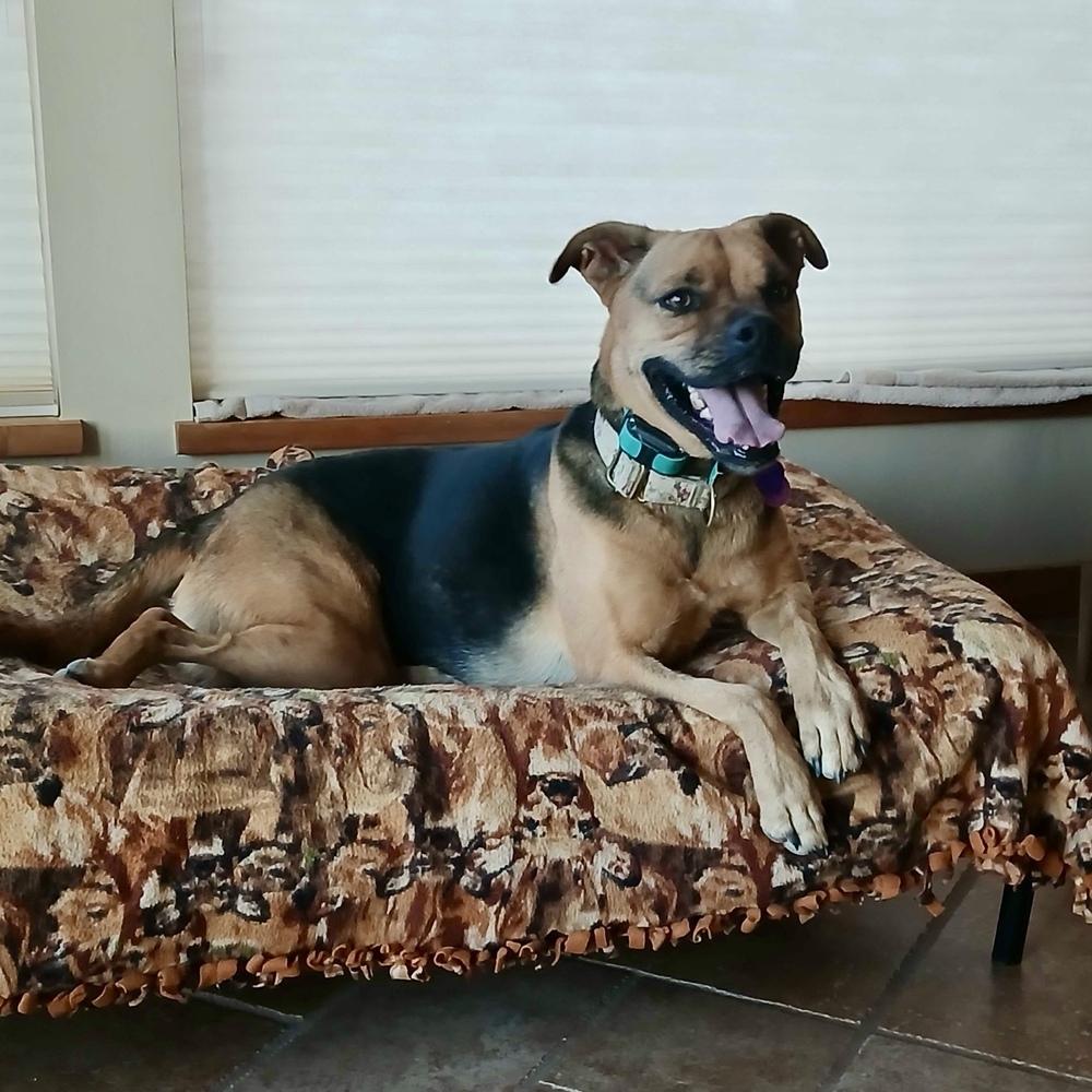 Enlarge Jodi, a Adoptable mixed breed in Hurricane, UT image 2/6