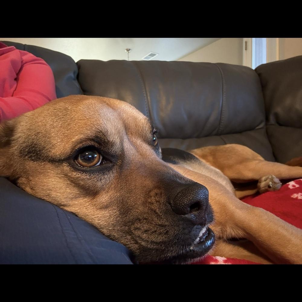 Jodi, Adoptable, Adult Female Boxer & Shepherd.