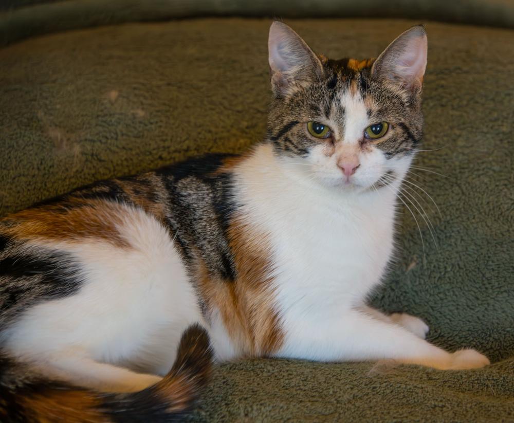 Enlarge Pipsqueak, a Adoptable Domestic Short Hair in Marietta, GA image 1/3
