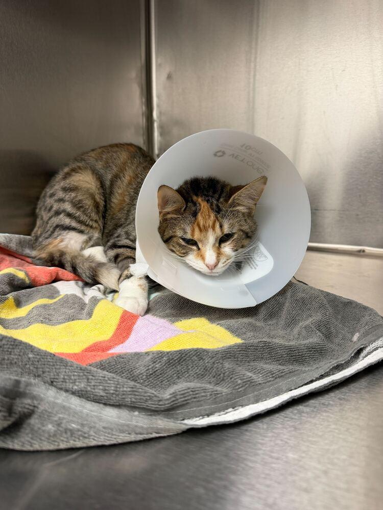 Enlarge Pipsqueak, a Adoptable Domestic Short Hair in Marietta, GA image 2/3