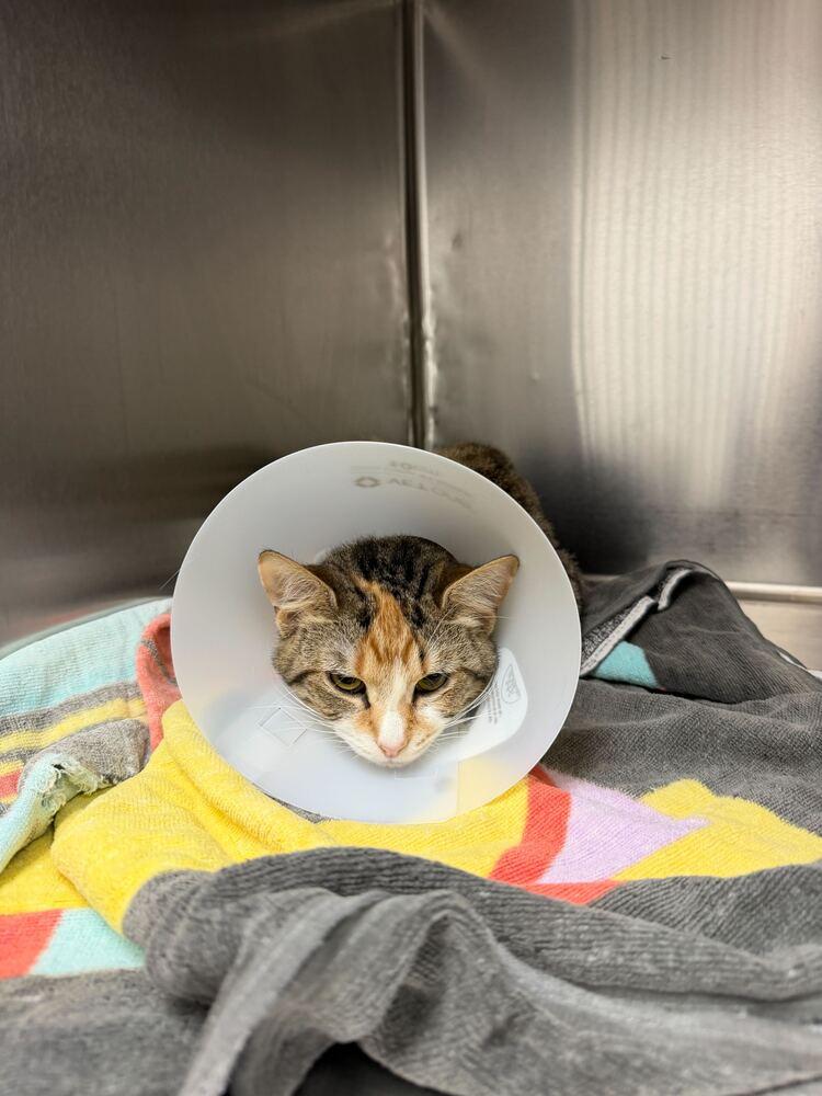 Enlarge Pipsqueak, a Adoptable Domestic Short Hair in Marietta, GA image 3/3