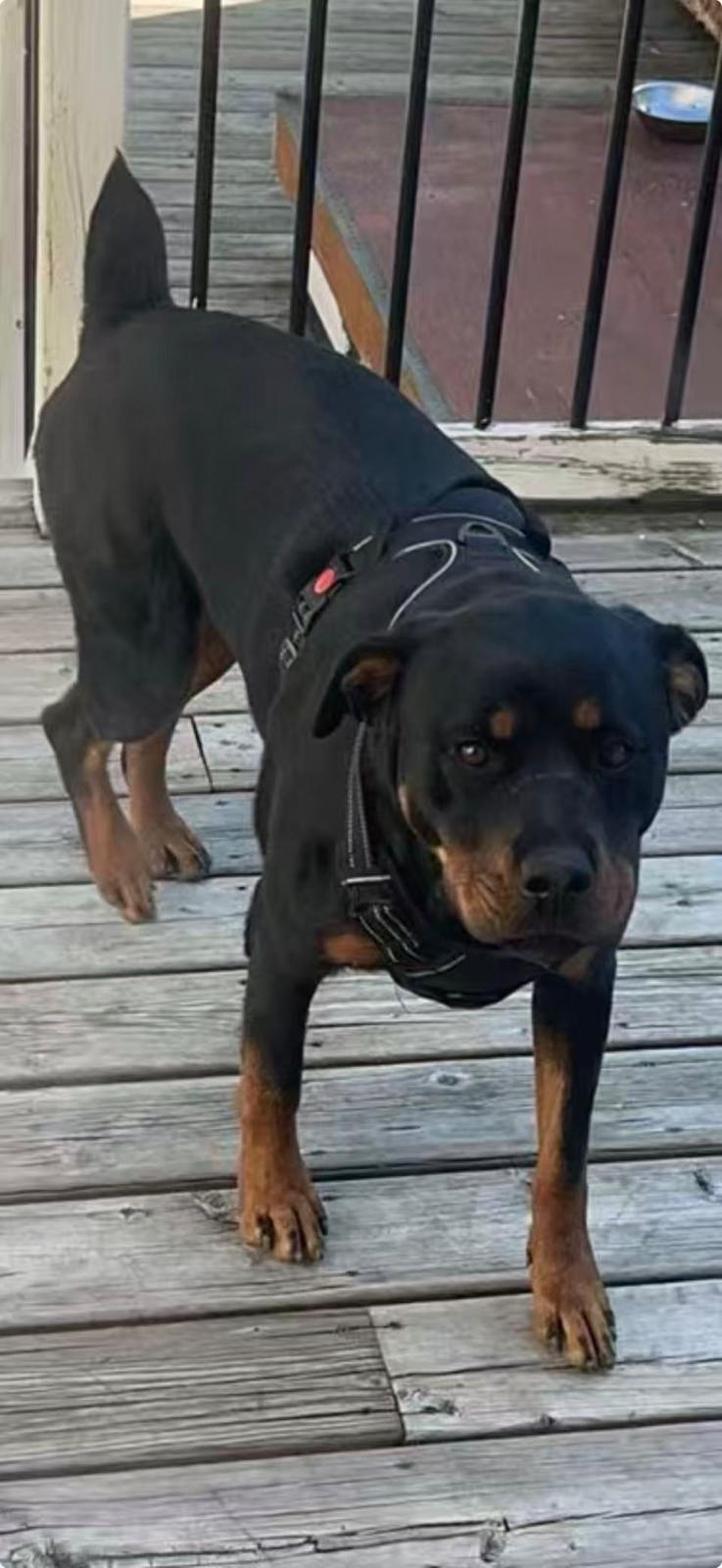 Brownie , a ADOPTABLE Rottweiler in Whitchurch-stouffville, ON image 6/6