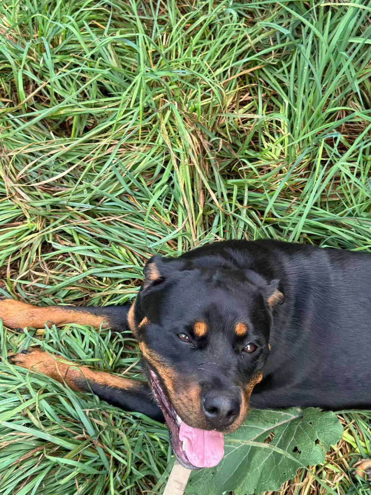 Brownie , a ADOPTABLE Rottweiler in Whitchurch-stouffville, ON image 2/6