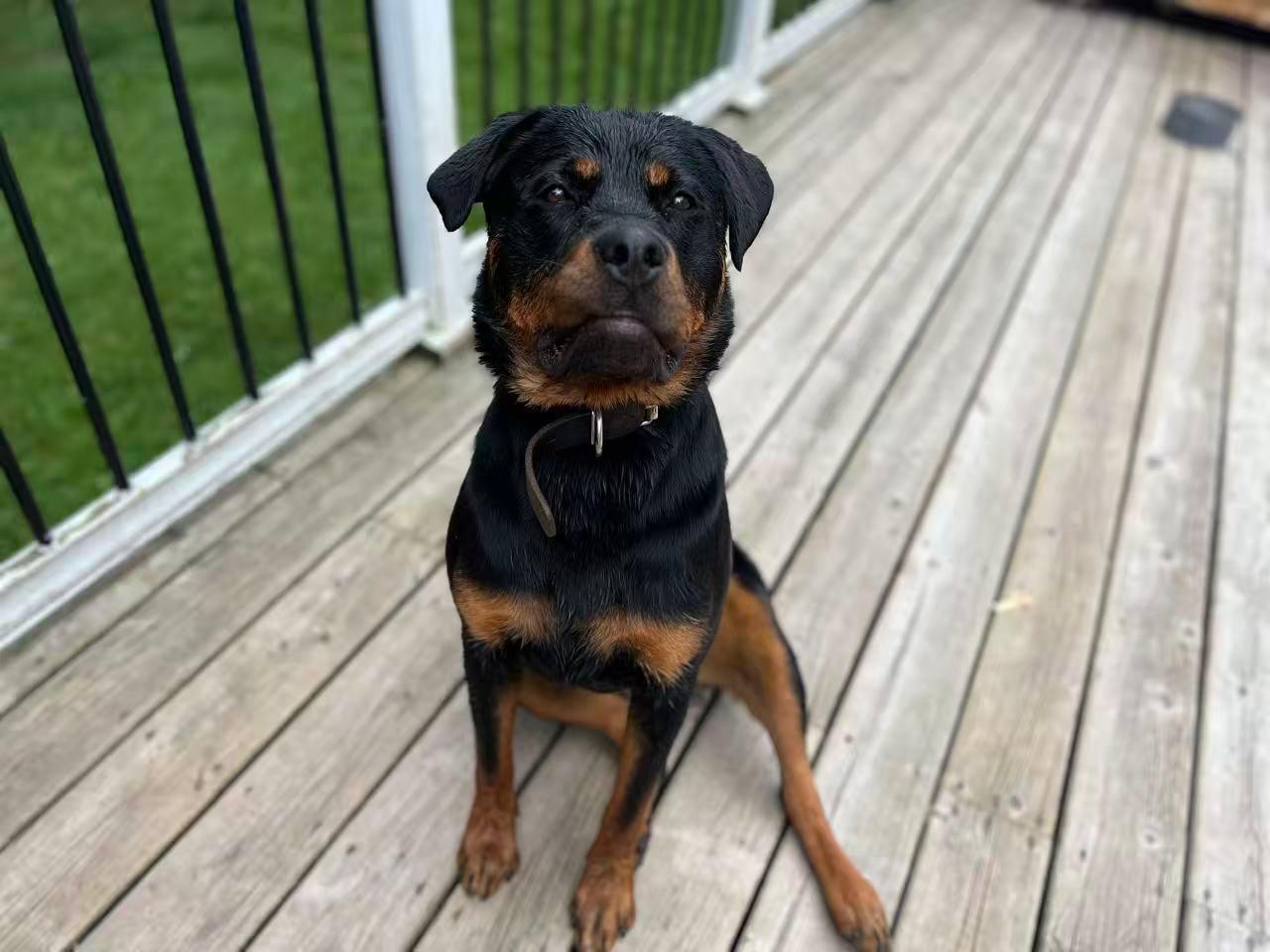 Brownie , a ADOPTABLE Rottweiler in Whitchurch-stouffville, ON image 4/6
