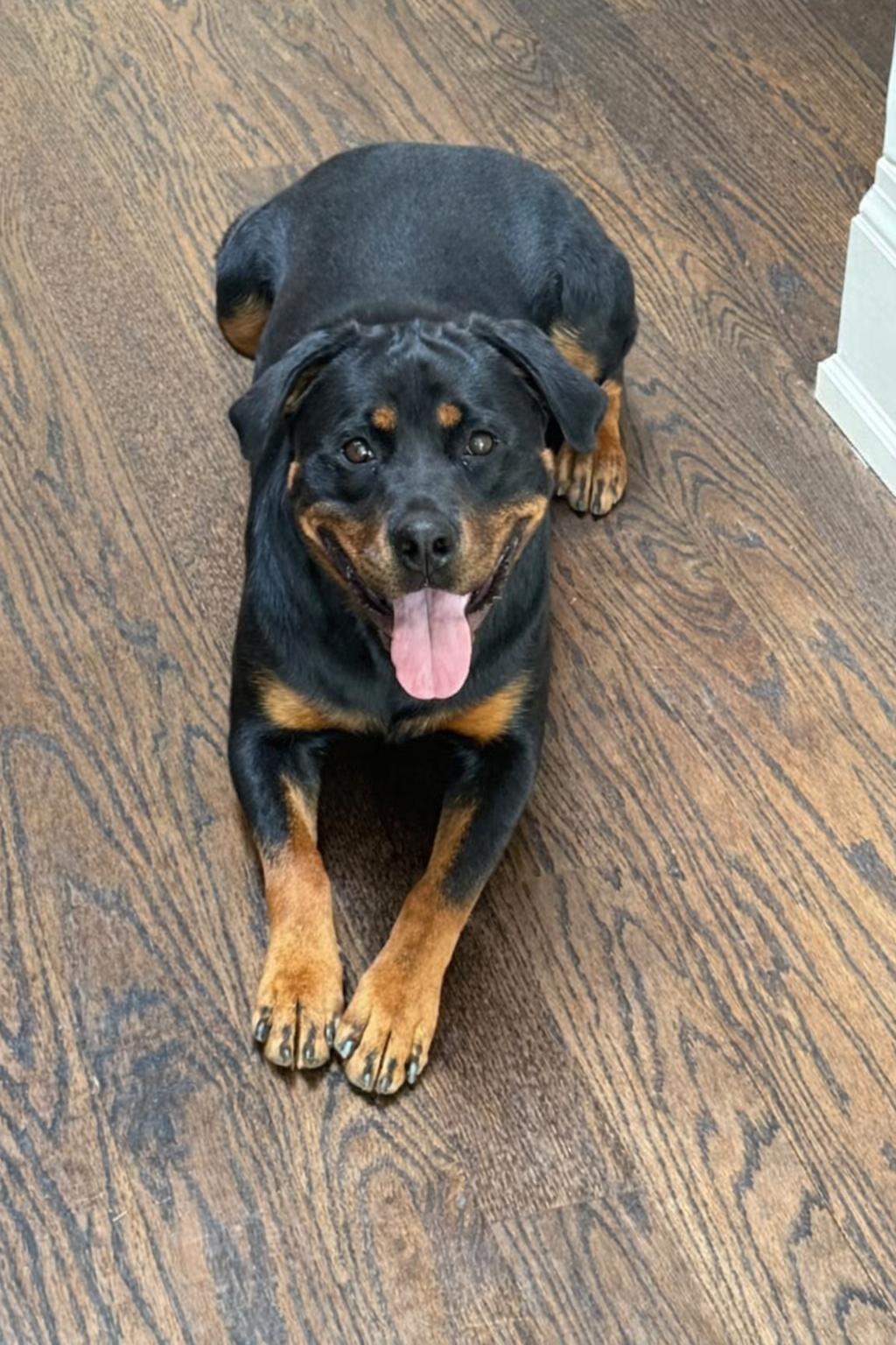 Brownie , ADOPTABLE, Young Female Rottweiler.
