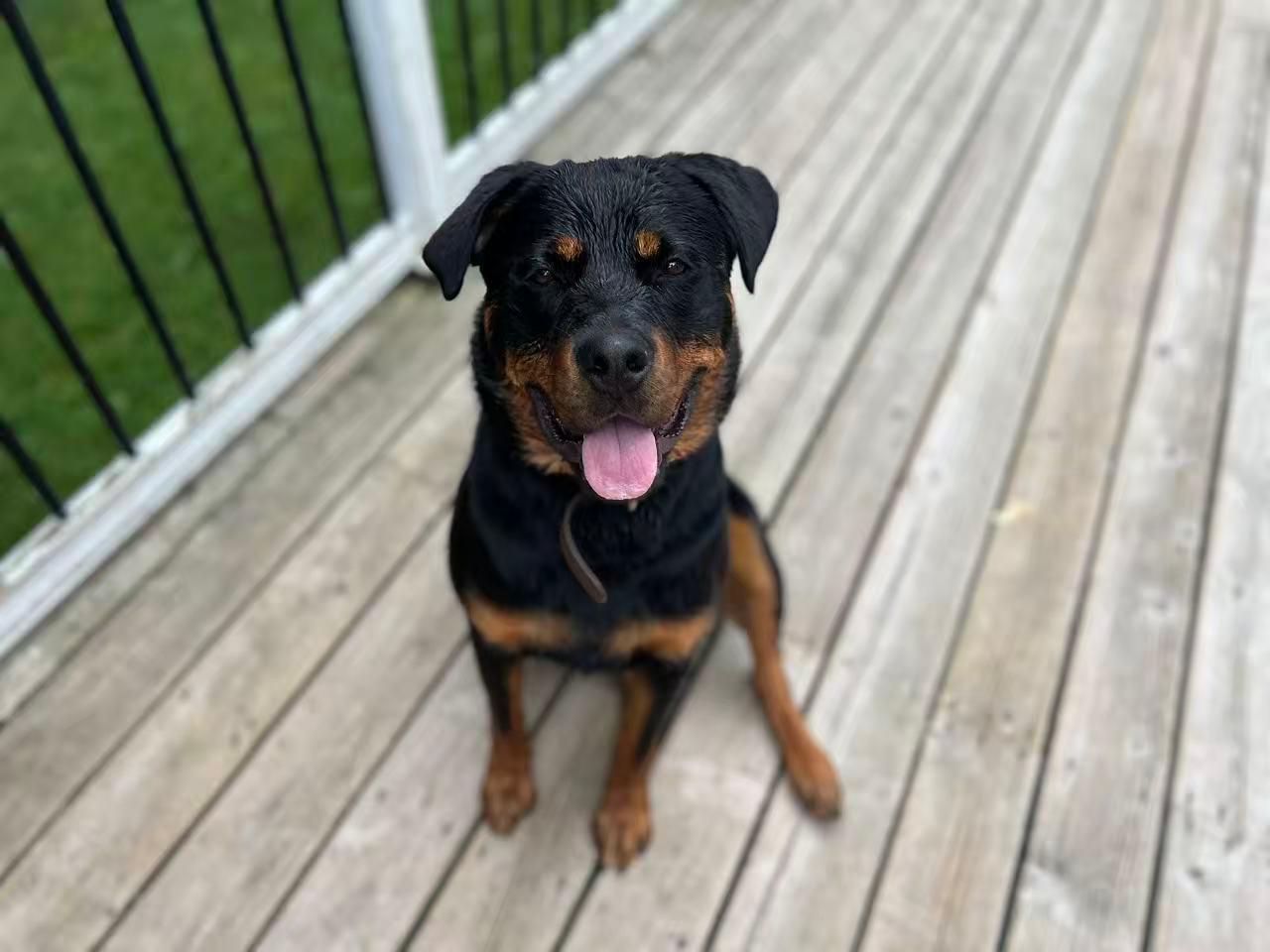 Brownie , a ADOPTABLE Rottweiler in Whitchurch-stouffville, ON image 5/6