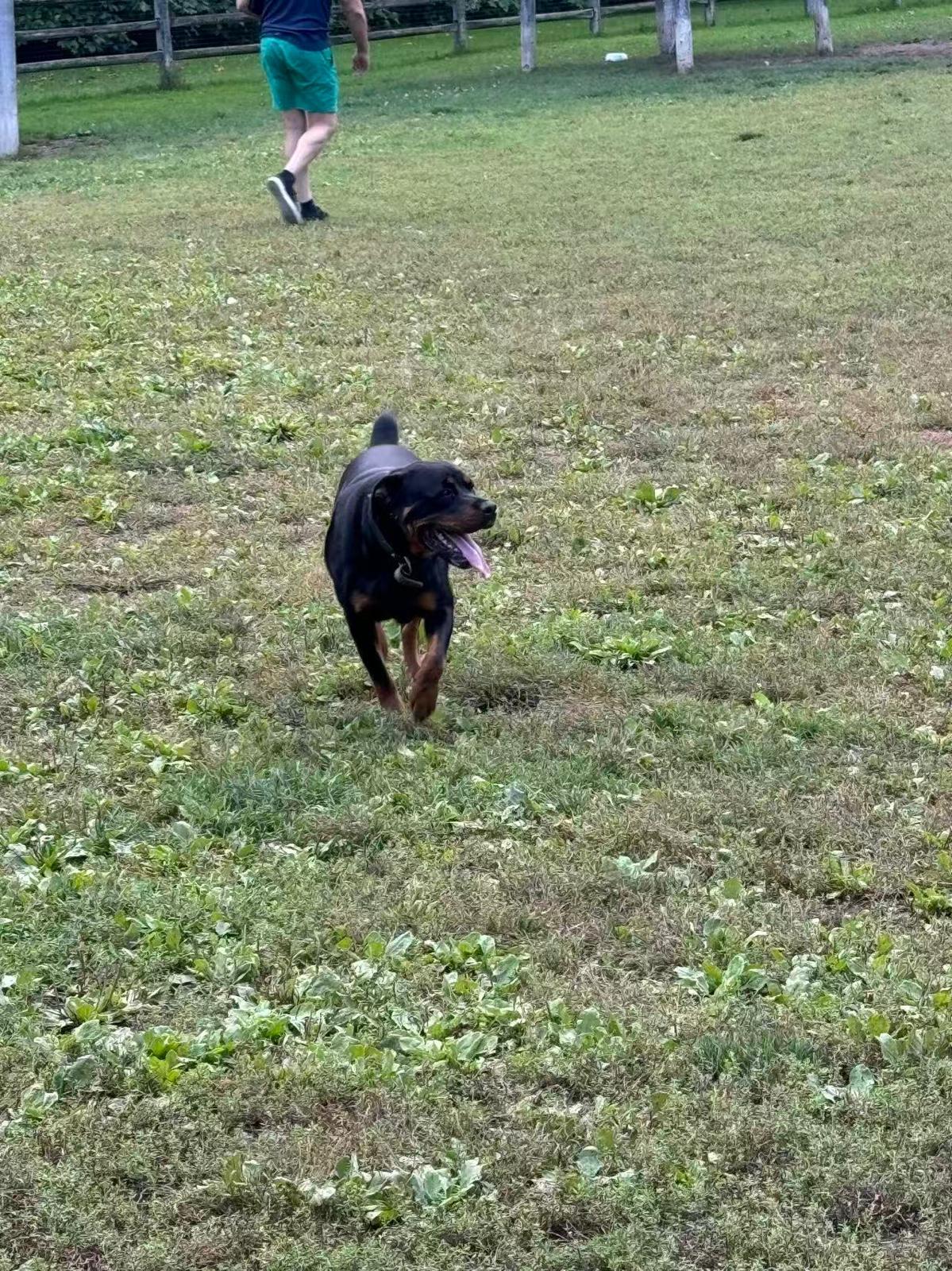 Brownie , a ADOPTABLE Rottweiler in Whitchurch-stouffville, ON image 3/6