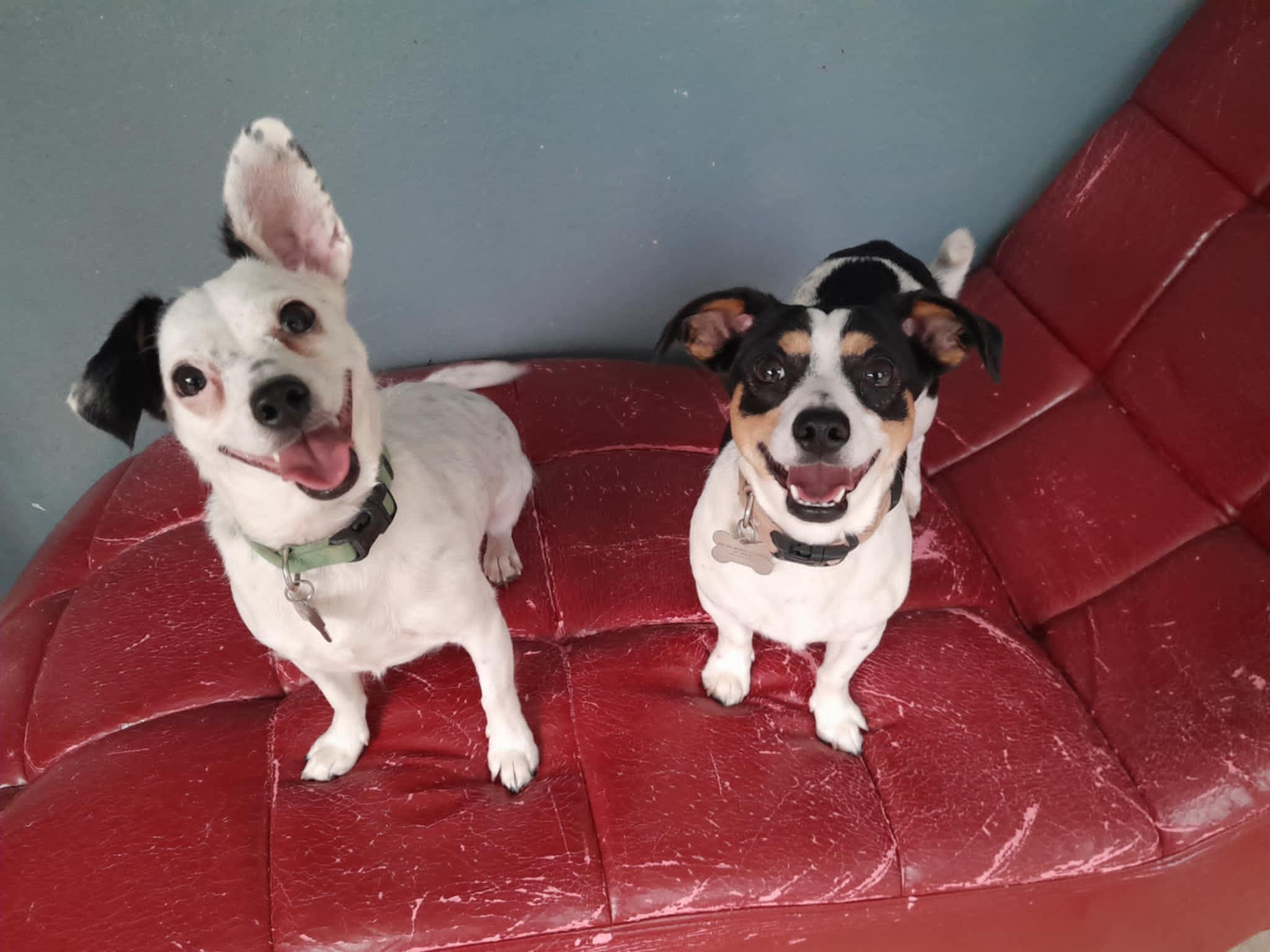 Enlarge Wafer & Waverly (bonded siblings), a Adoptable Rat Terrier in Miami, FL image 1/1