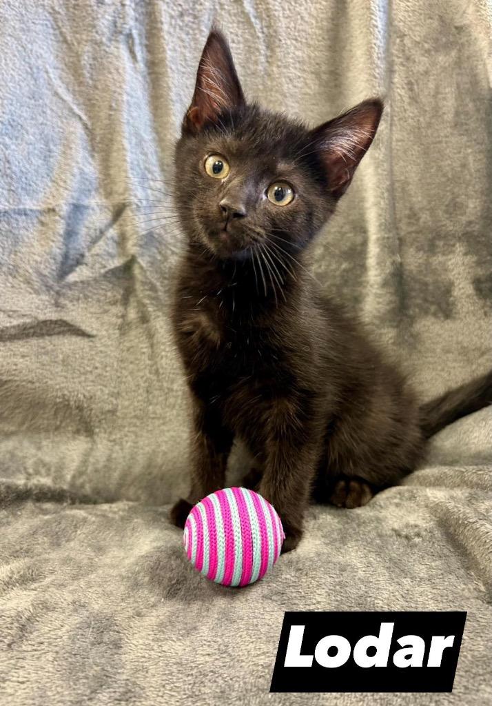 Lodar, Adoptable, Kitten Male Domestic Short Hair.