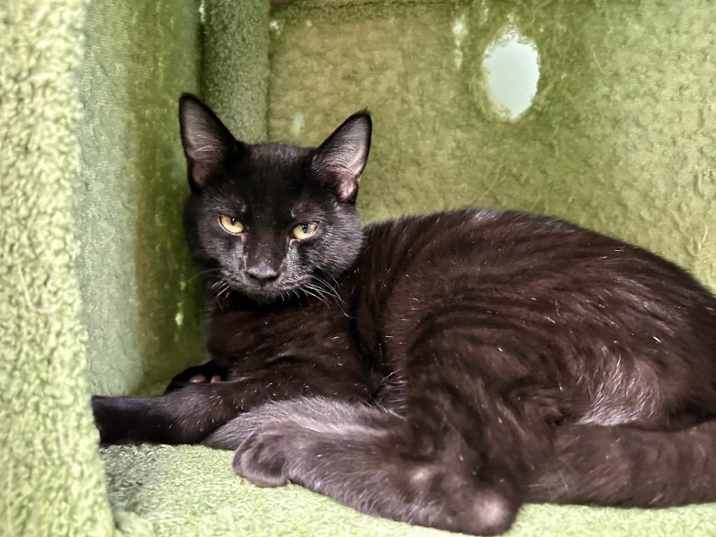 Enlarge Lodar, a Adoptable mixed breed in West Union, OH image 2/4