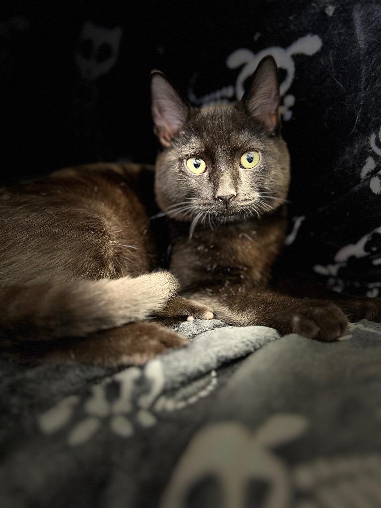 Enlarge Lodar, a Adoptable mixed breed in West Union, OH image 3/4